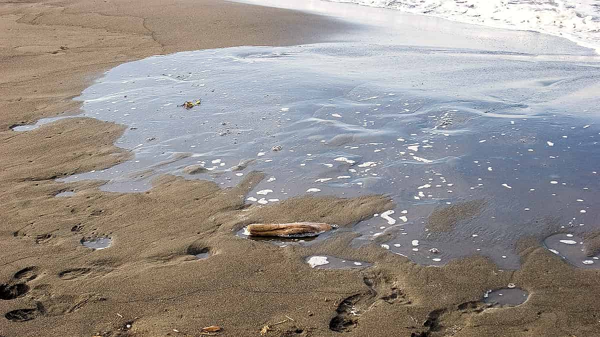 A line of footprints crossing wet sand, the tide line visible beyond them